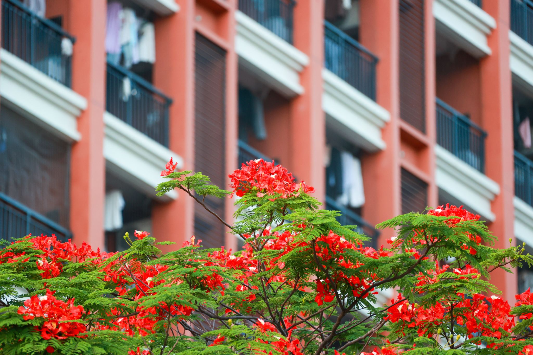 47ABB8A4D49C74BC8AAFD596995_543306AF_727AB