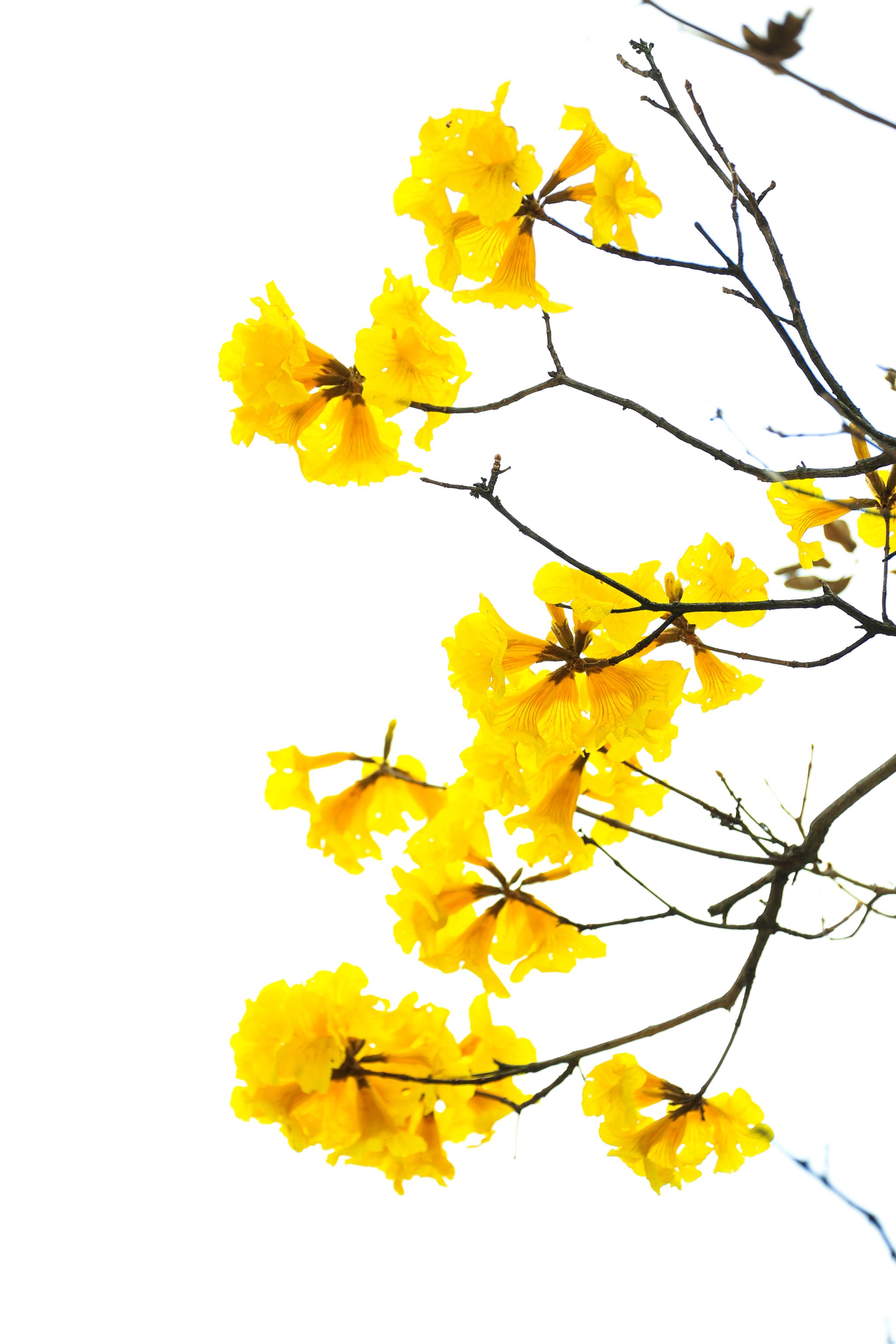 E3AC88FBFB00325F088A36B744F_05615FEC_52F1D