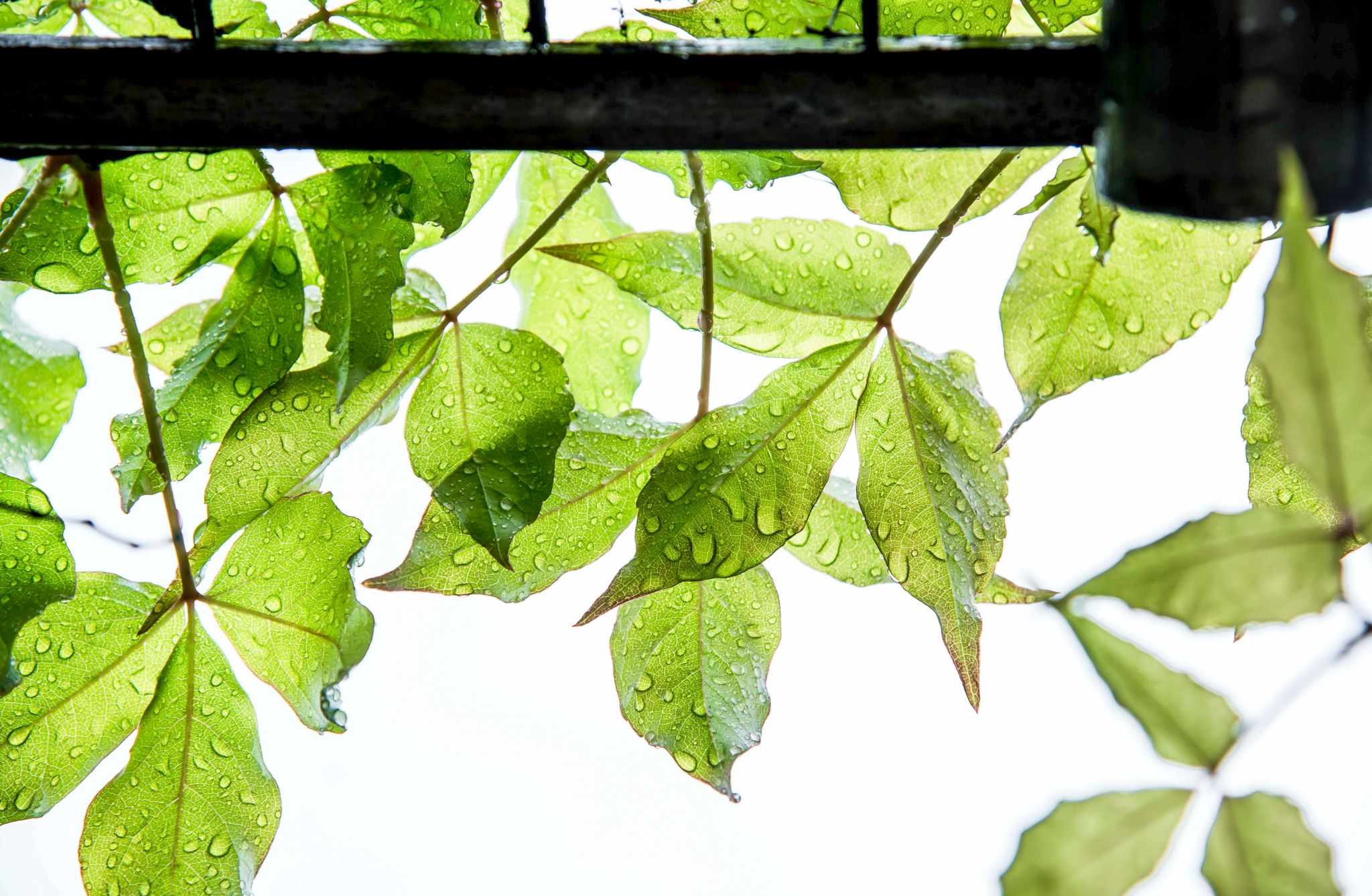 3CEF39181AC389E542CD0C88E0A_602E42FB_66E87