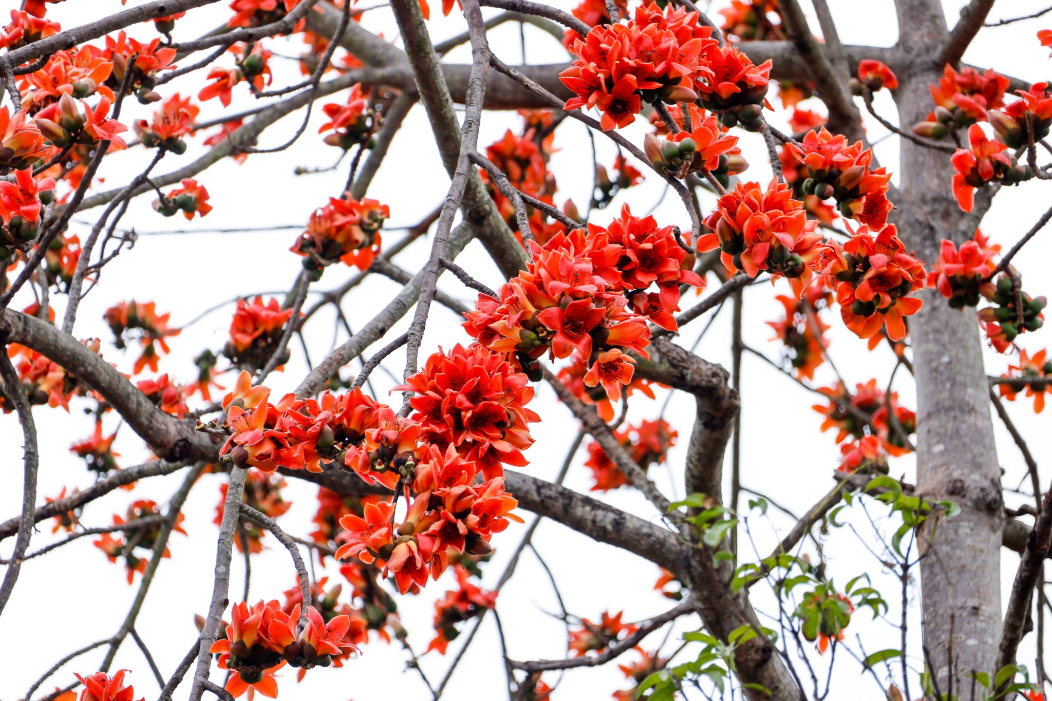 63AF73D8E1D0A4A50A345A5F8BE_98F2DDB0_79068