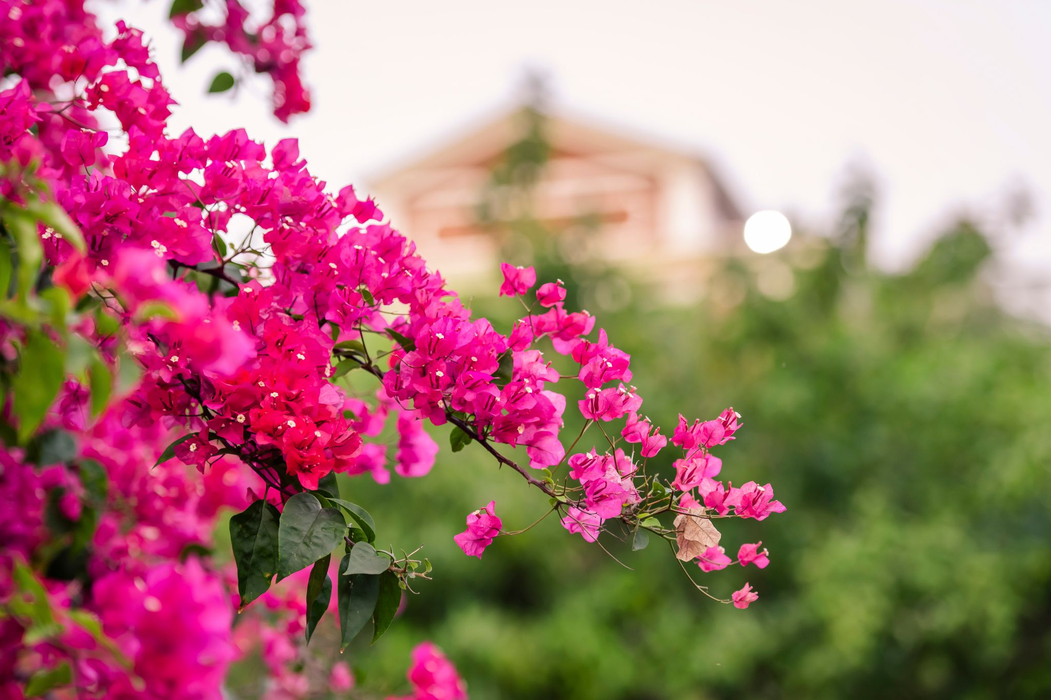 F8AFC78ED9DEB2630B9E6D77562_CA720D54_4363E