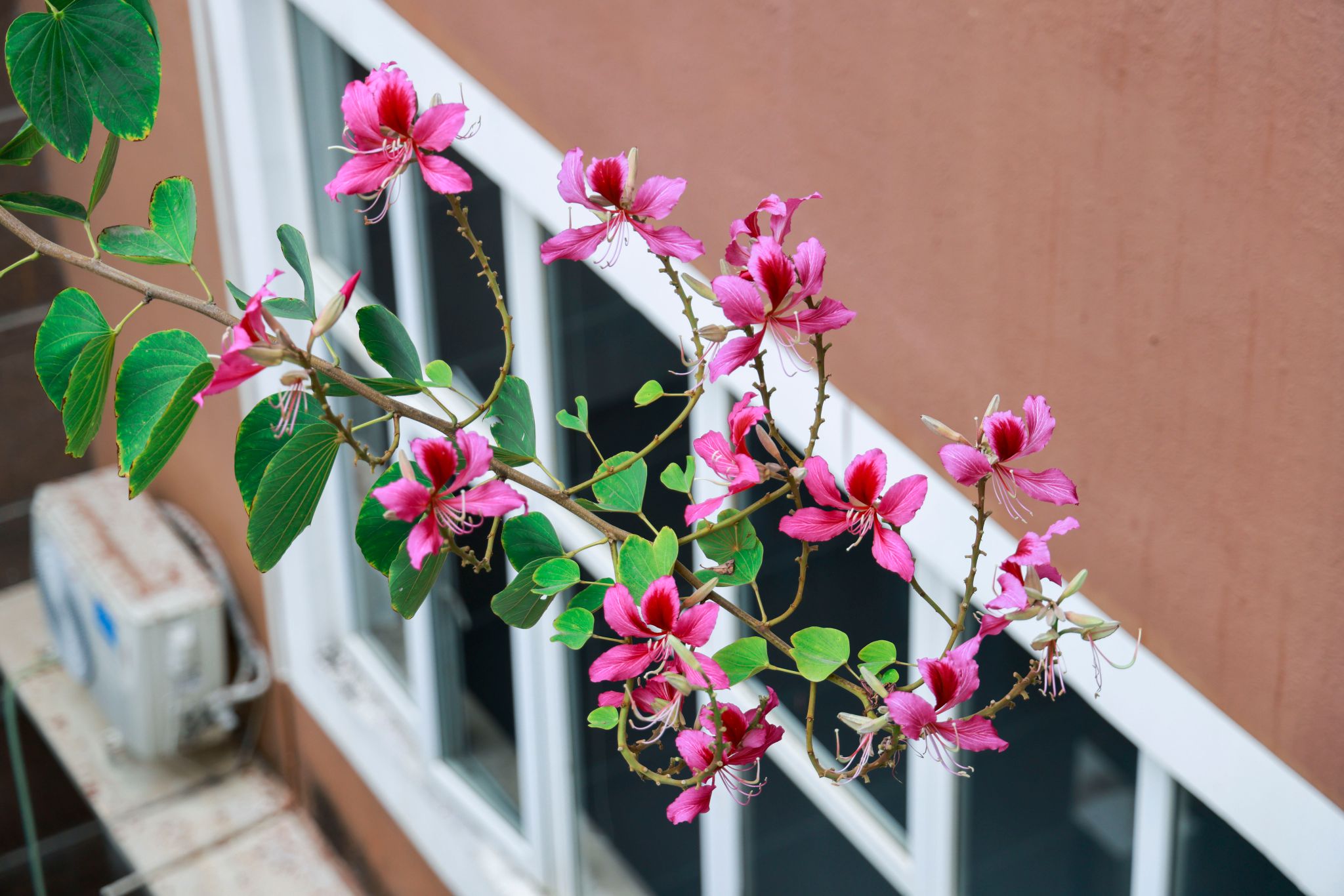 DDE0925D1AB82620AB5F468EEF6_91556093_4908B