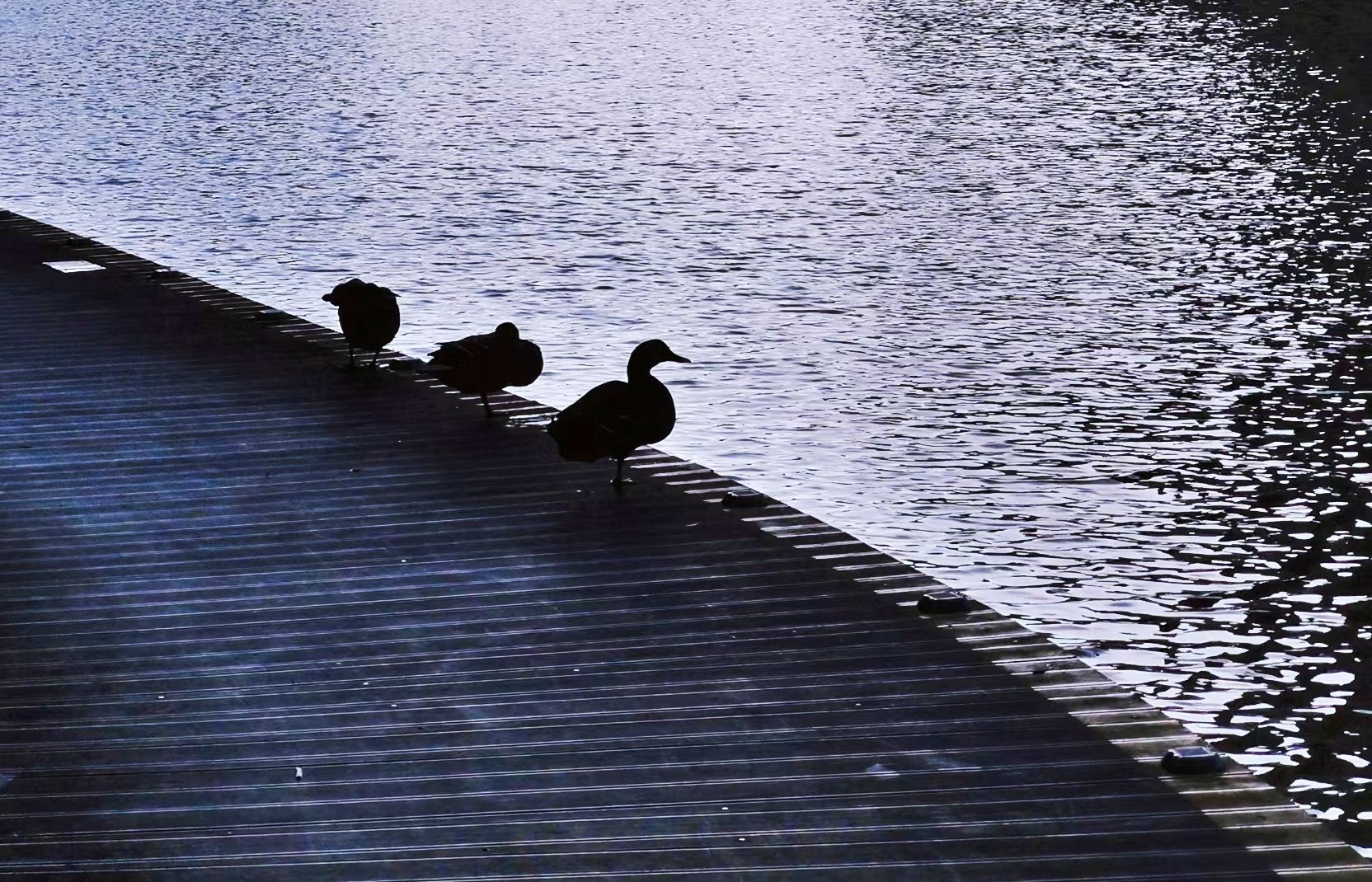 80C1E5451BD1F2745D22B92DD3D_15874CDA_6EDFC