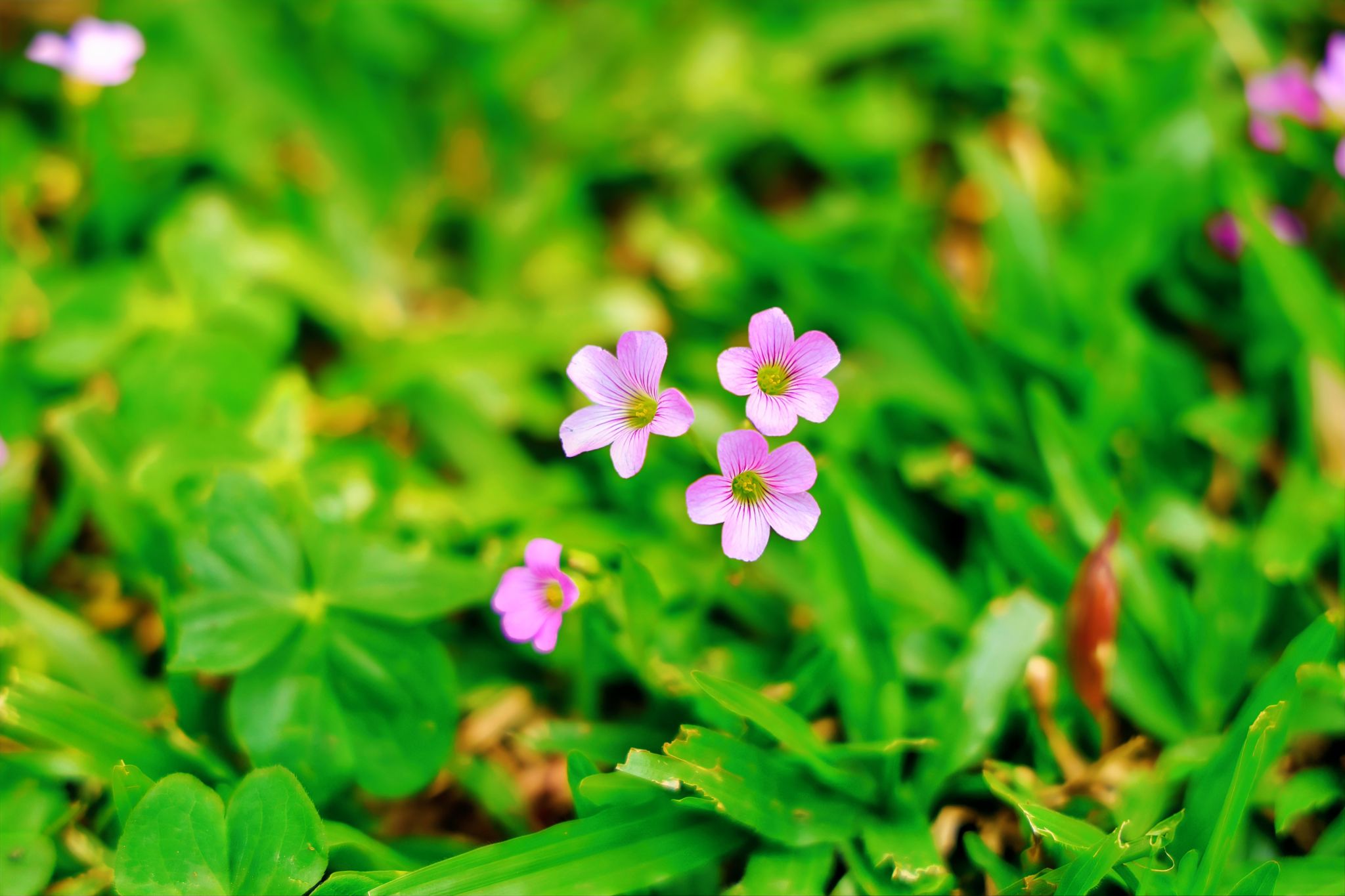 E2D1AC8E54AC856A2EB04D47063_181E49DB_38528