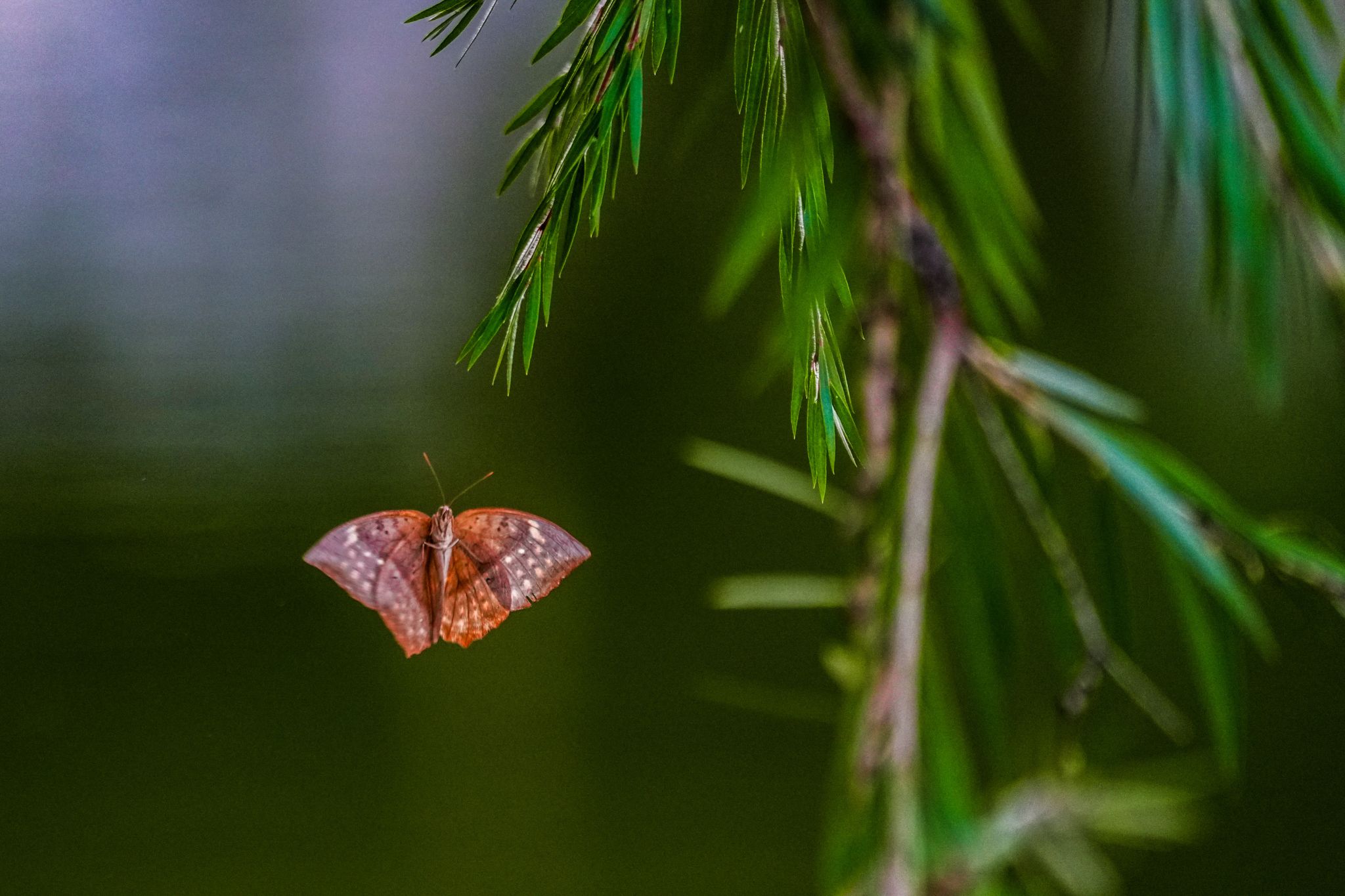 8E9C79EBE93C5A78AFCC0D4A654_AB721A83_4BF2D